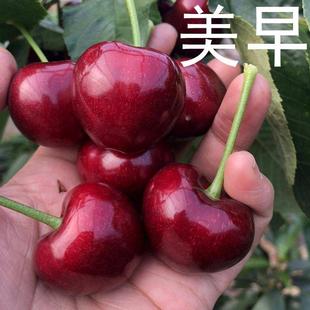 大连美早大樱桃车厘子树苗盆栽两年二三四五六七八南北方庭院嫁接