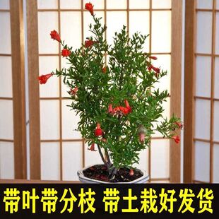 石榴树苗盆栽阳台矮化果树南北方庭院地栽突尼斯耐寒带土带叶