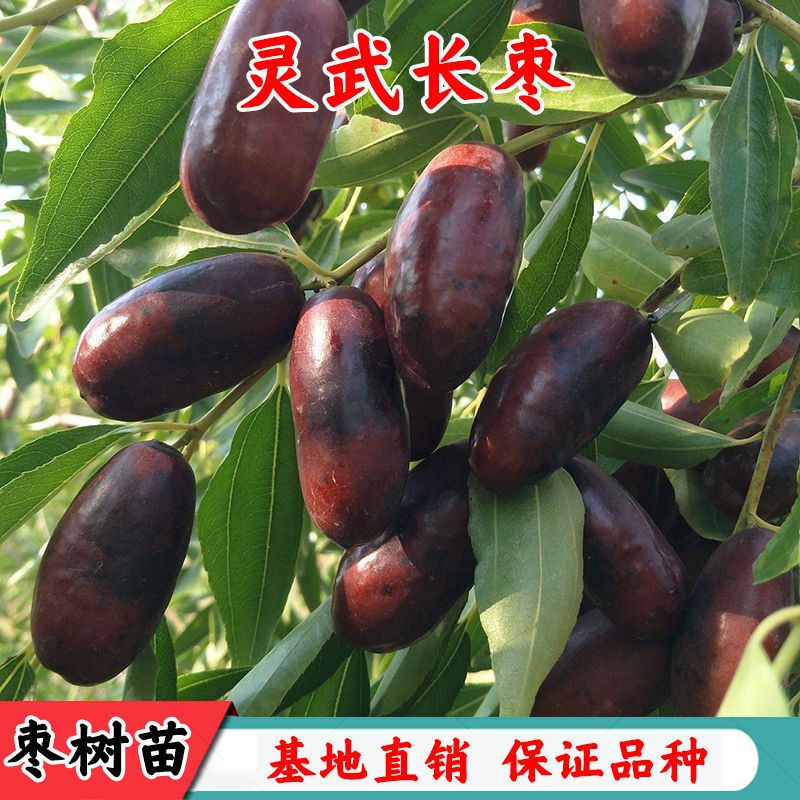 新品种灵武长枣树苗特大嫁接枣树活苗冬枣树苗南北方种植当年结果