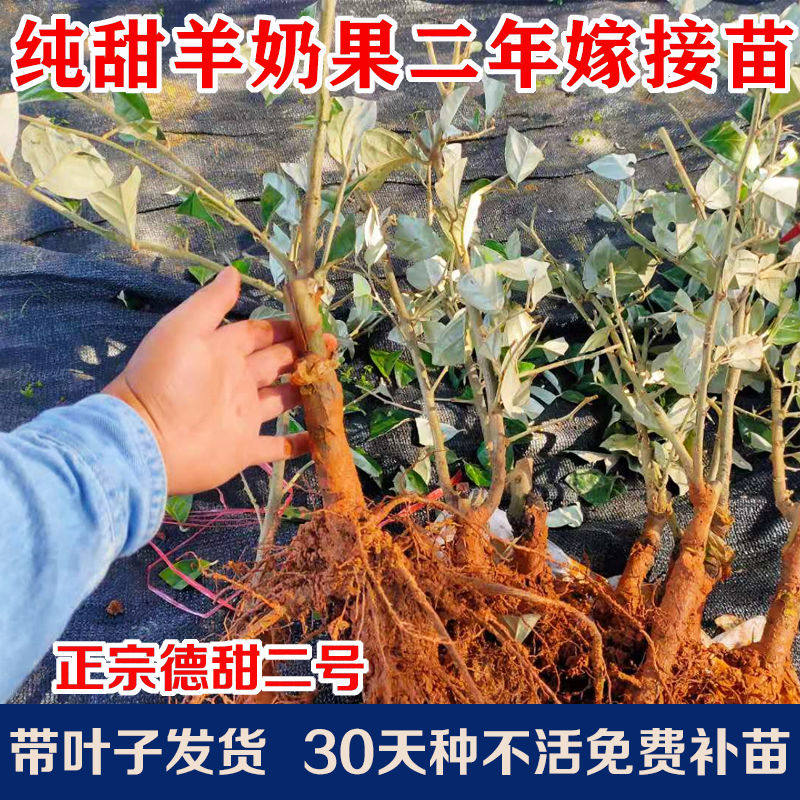德甜二号 羊奶果苗胡颓子树胡秃子羊山咪树 嫁接大苗野果纯甜二年
