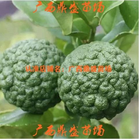 优质进口泰国粗皮柠檬皱皮柠檬苗丑柠檬果树苗嫁接苗马蜂橙树盆栽