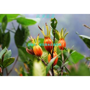 优质栀子花树苗野生山栀子果树苗食用药材树苗黄栀子树盆栽观花果