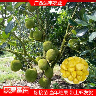 台湾珍珠菠萝蜜苗树苗四季当年结果木菠萝嫁接苗马来黄肉特大盆栽