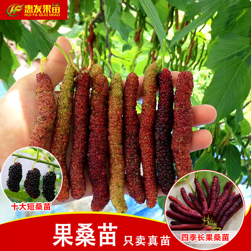 桑葚树苗大果南方种四季黑桑葚桑树果树果苗当年结果嫁接长果桑苗