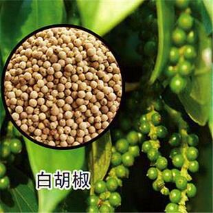 白胡椒树苗 黑胡椒苗 胡椒地栽苗盆栽都可以当年结果南北方种植