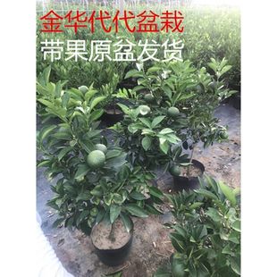 新品正宗金华玳玳果苗盆栽苦橙代代树苗 回青橙 酸橙带果原土