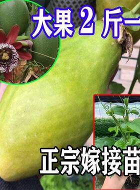 香蜜百香果苗 西番莲树 木瓜 鸳鸯蜜 特大纯甜 当年结果四季爬藤