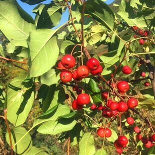山荆子东北山丁子树苗果嫁接山野花园园艺庭院东北山丁子果
