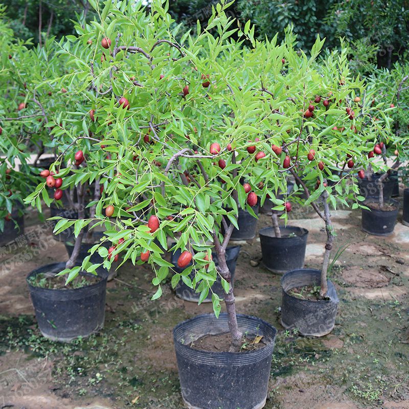 嫁接枣树苗延安狗头枣子大红枣南方北方种植盆栽地栽果树耐寒高产