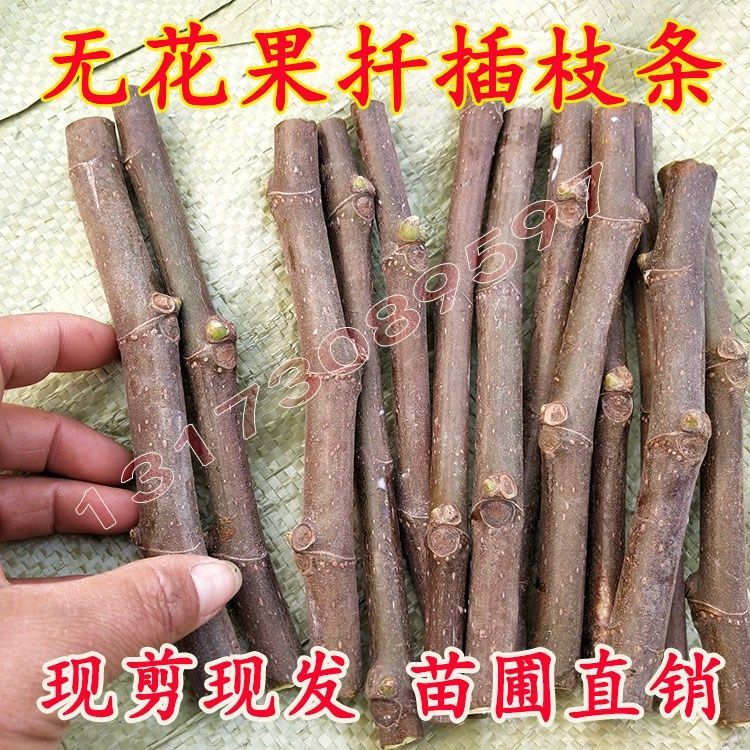 无花果扦插枝条果树苗嫁接枝条接穗新品种波姬红无花果苗四季种植