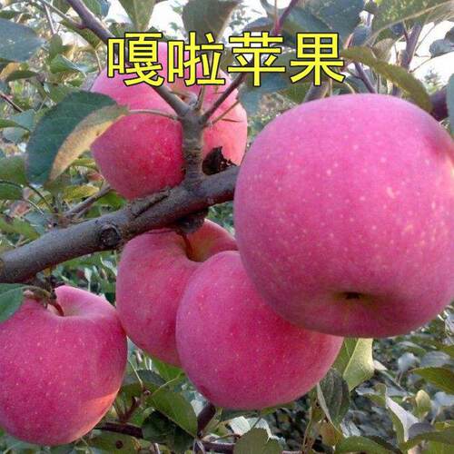 苹果树苗正宗新嘎拉苹果苗红嘎拉 皇家嘎啦苹果苗嫁接果树苗