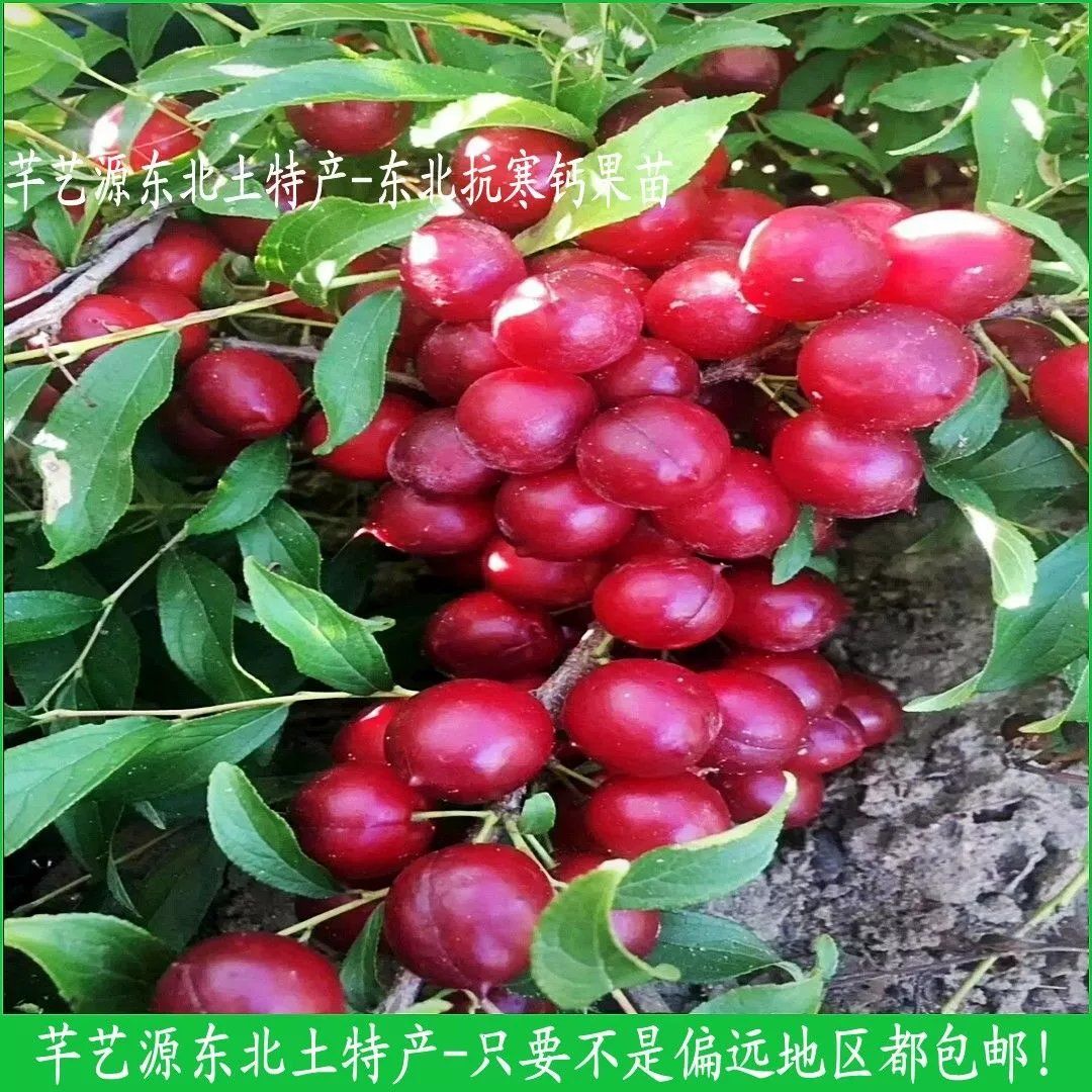 钙果苗欧李中华高钙钙果东北抗寒农大钙果四季盆栽当年结果果树苗