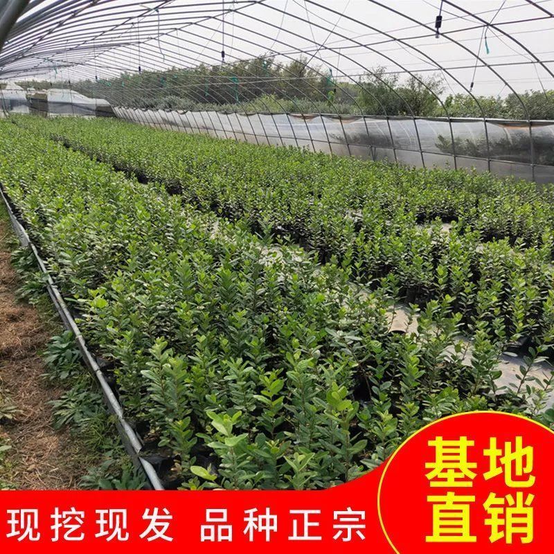 菲油果树苗新西兰费约果苗庭院阳台盆栽安德烈斐济果小苗新奇果苗