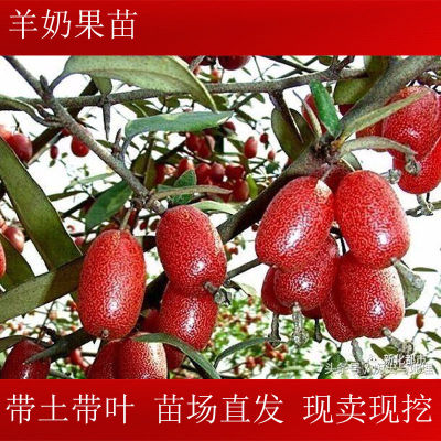 羊奶果苗 羊奶果苗 嫁接苗果树 水果树苗 羊巴奶黑 瞎子果 果树苗