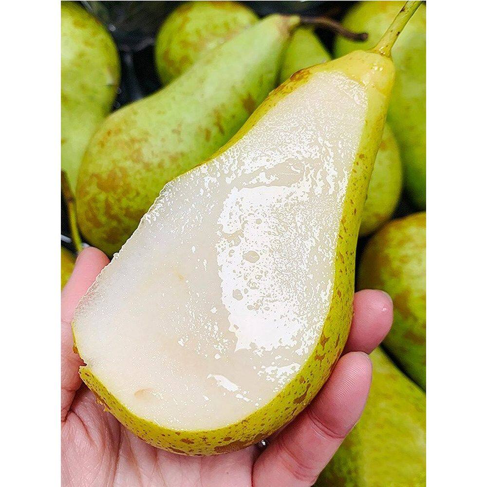 新品种梨树苗比利时啤梨长果肉脆水份足南方北方种植盆栽地栽果树