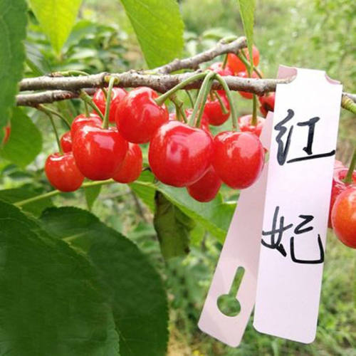 红妃樱桃苗南北方庭院地栽果树阳台盆栽嫁接车李子树苗当年结果