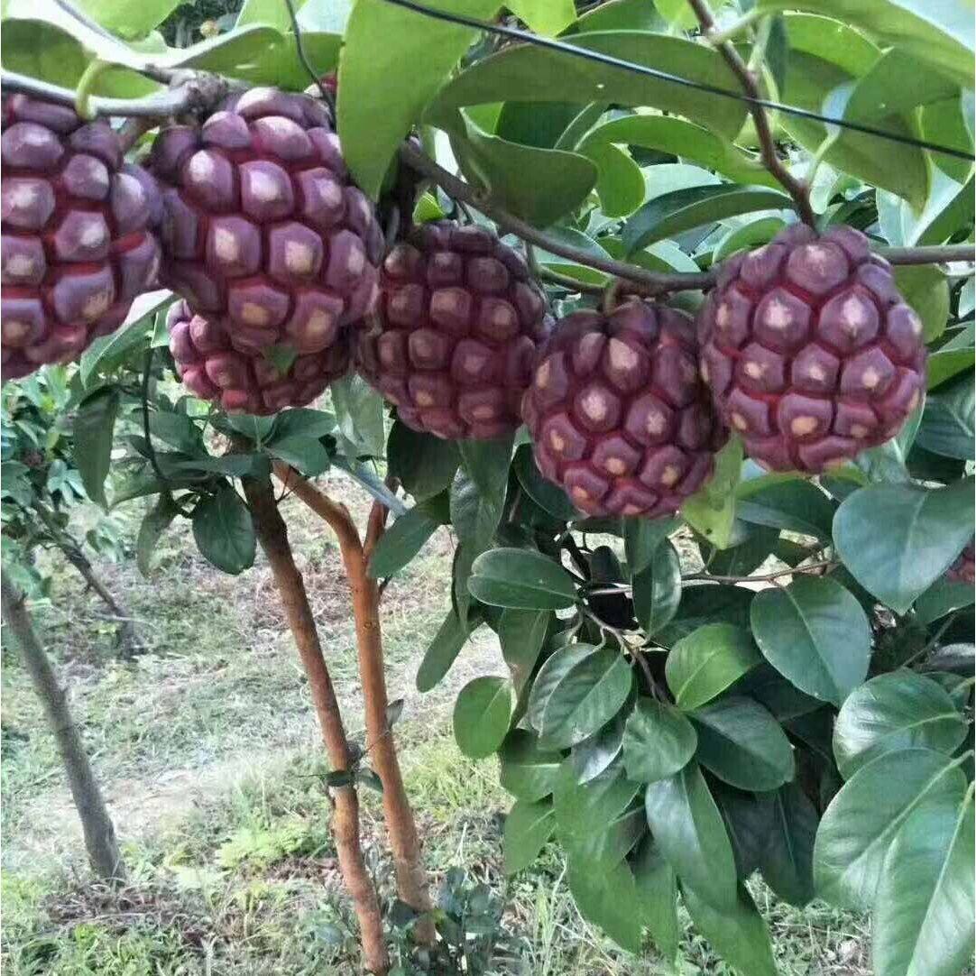 黑老虎苗黑老虎树苗布福娜南方种植爬藤大血藤果果树果苗当年结果