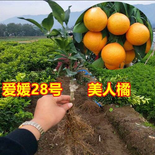 象山红美人柑橘苗 嫁接爱媛28号橘树苗 日本甘平南方种植当年结果