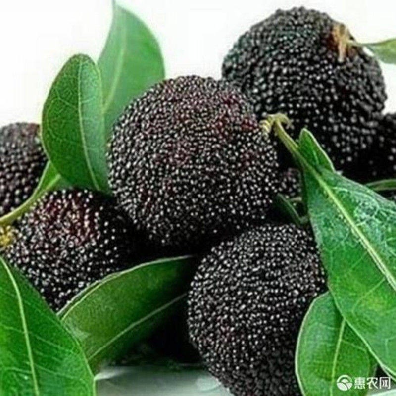 台湾黑高峰杨梅树苗早熟嫁接特大水果耐寒南北方种植当年结果