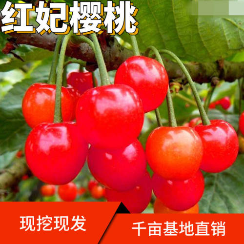 红妃樱桃苗南北方庭院地栽种植阳台室内嫁接果树苗当年结果樱桃树