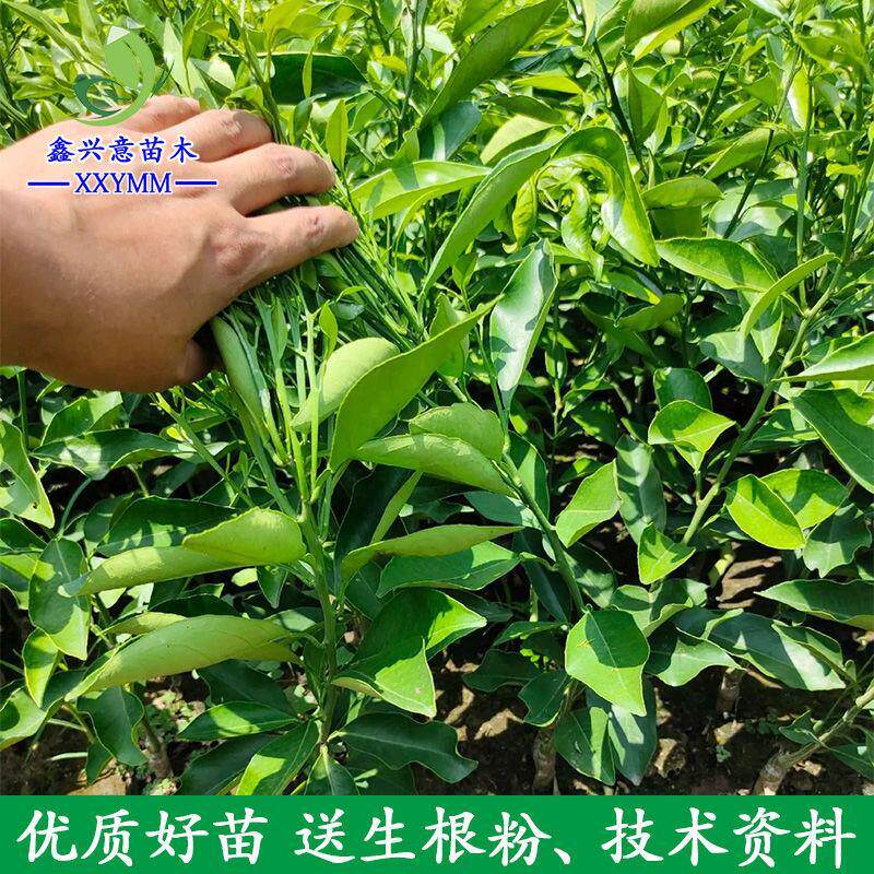 长叶香橙苗柑橘苗果树苗嫁接苗新品种柑桔苗黄美人树苗爱媛68号