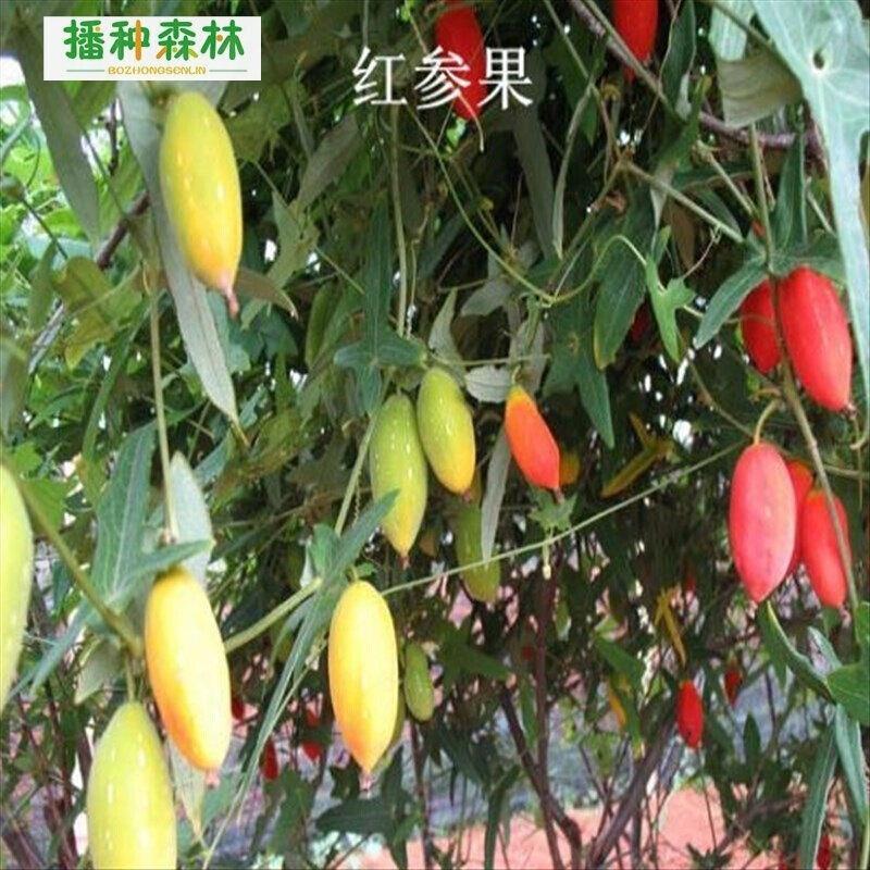 红参果盆栽红参果苗红参果树苗南方北方种植当年结果红参果种子苗