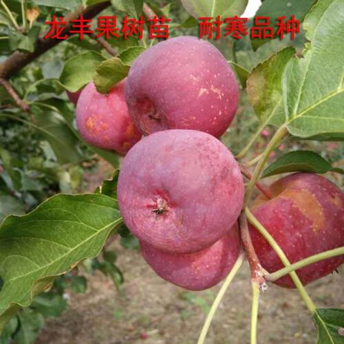 龙丰果树苗东北小苹果龙丰果耐寒口感好嫁接苗北方果树苗