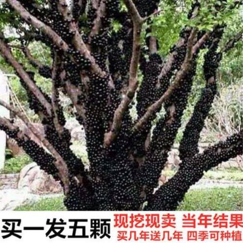 台湾嘉宝果树苗早生四季加宝果 种植盆栽果树苗 树葡萄南北方庭院