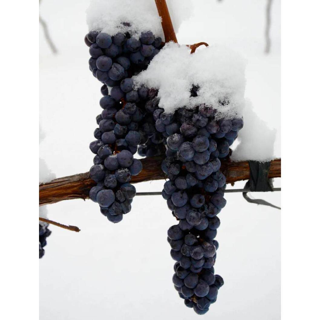 北冰红葡萄苗冬天不下架南北方四季种植果树嫁接耐寒葡萄种苗果苗