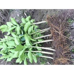 10条正宗梅县沙田柚树苗 梅州金柚树苗 已嫁接白肉柚子苗 木