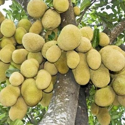 马来西亚一号波罗蜜苗 木菠萝嫁接树苗南方果树苗四季红肉菠萝蜜