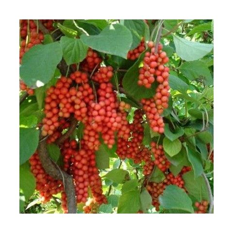 北五味子种子种苗辽五味子东北中草药植物山花椒家庭盆栽四季易活