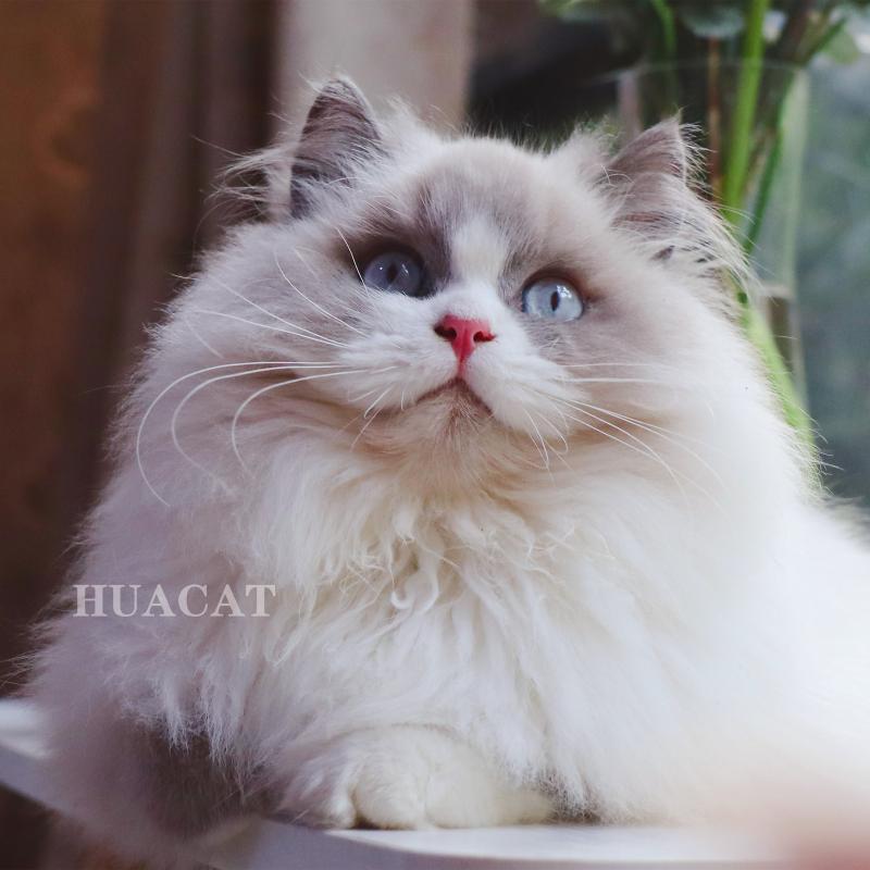 传统波斯系蓝双布偶猫公弟弟满耳满背性格乖巧仙女猫