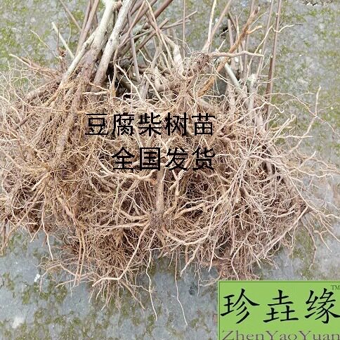 斑鸠叶、臭黄荆、豆腐柴  树苗批发（每件2株3年苗，包邮）