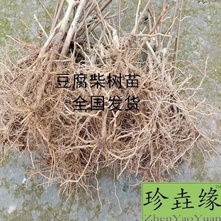 斑鸠叶、臭黄荆、豆腐柴  树苗批发（每件2株3年苗，包邮）