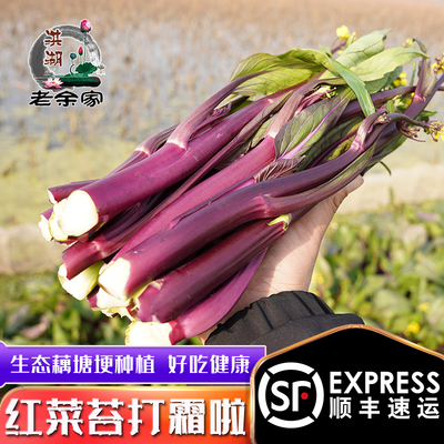 老余家红菜苔4斤顺丰冷链