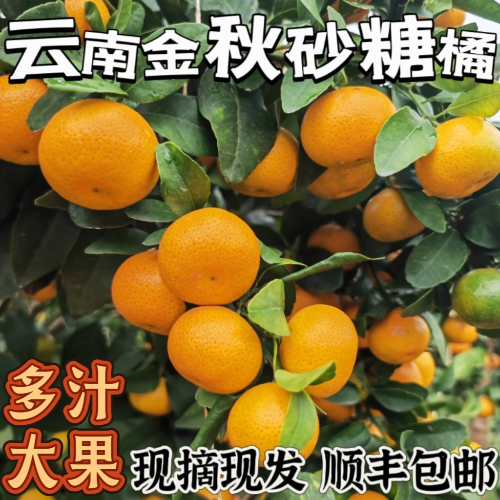 云南应季新鲜大果花斑瑕疵金秋砂桔子
