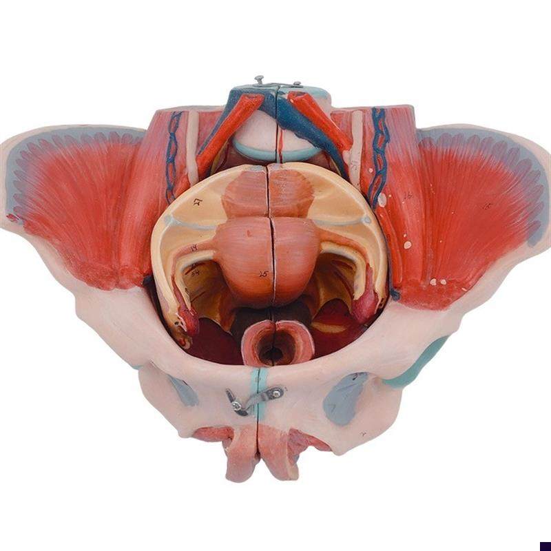 女性人体骨盆附生Y殖器官模型