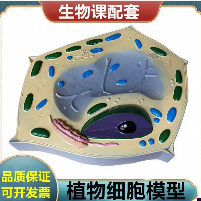 植物细胞模型细胞器叶绿体中学生F物课展示植物根尖芽胚发育