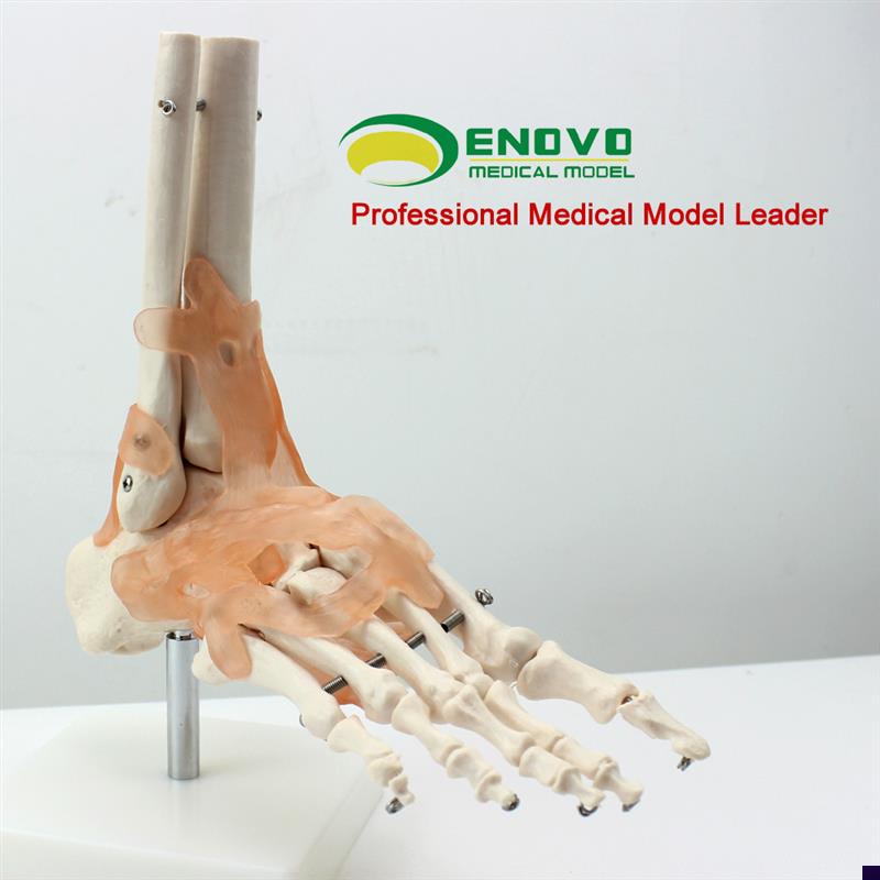 颐诺正品脚关节附韧带模型人体足关节骨骼运动系统解Z剖手足外科