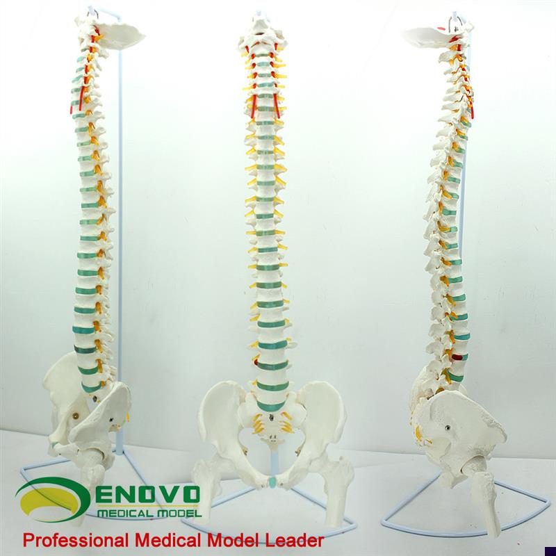 ENOVO颐诺医学人体脊柱模型脊椎骨盆颈椎胸椎腰椎整骨.科骨骼模型