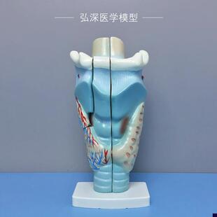 喉解剖模型人体咽喉咙喉部甲状腺声带结构放大模具耳X鼻喉医学教