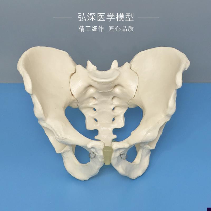 男性骨盆模型人体盆骨髋骨骶骨耻骨关节盆骨骼骨S科示教学医学模