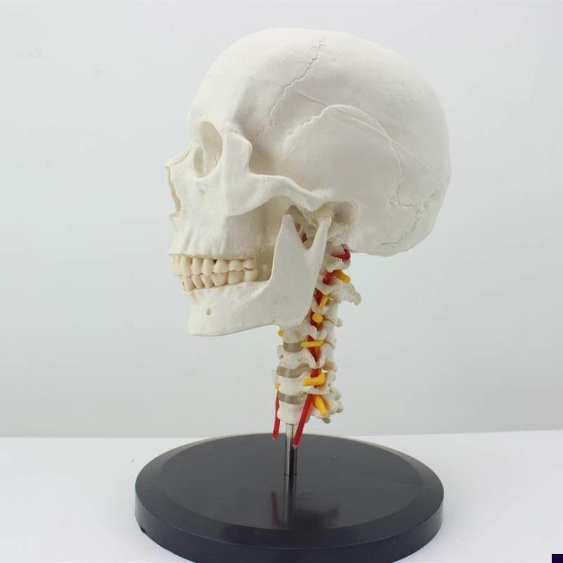 颐诺正品人体头骨颅骨带u颈椎模型枕骨颅骨模型骨科医患沟通