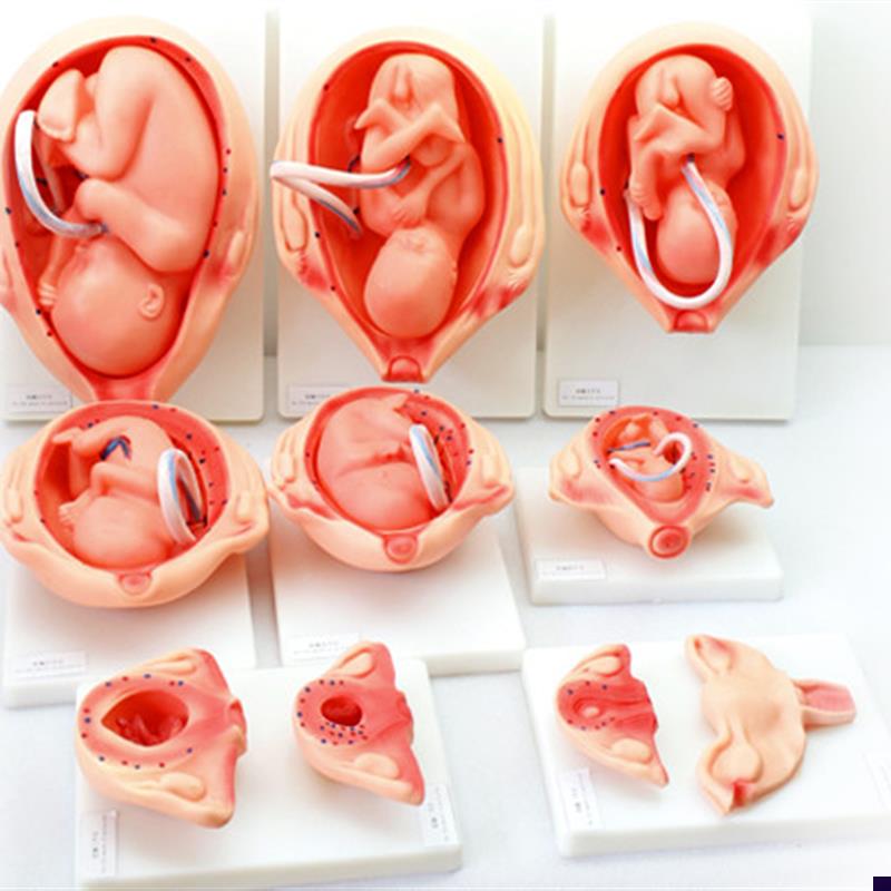 ENOVO颐e诺妊娠胚胎发育模型胎儿发育过程模型10部件版人体组织胚
