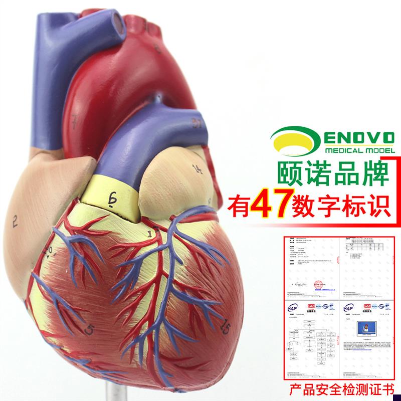 ENOVO颐诺1:1人体心脏模型B超彩超声医学心内R科心脏解剖教学冠状