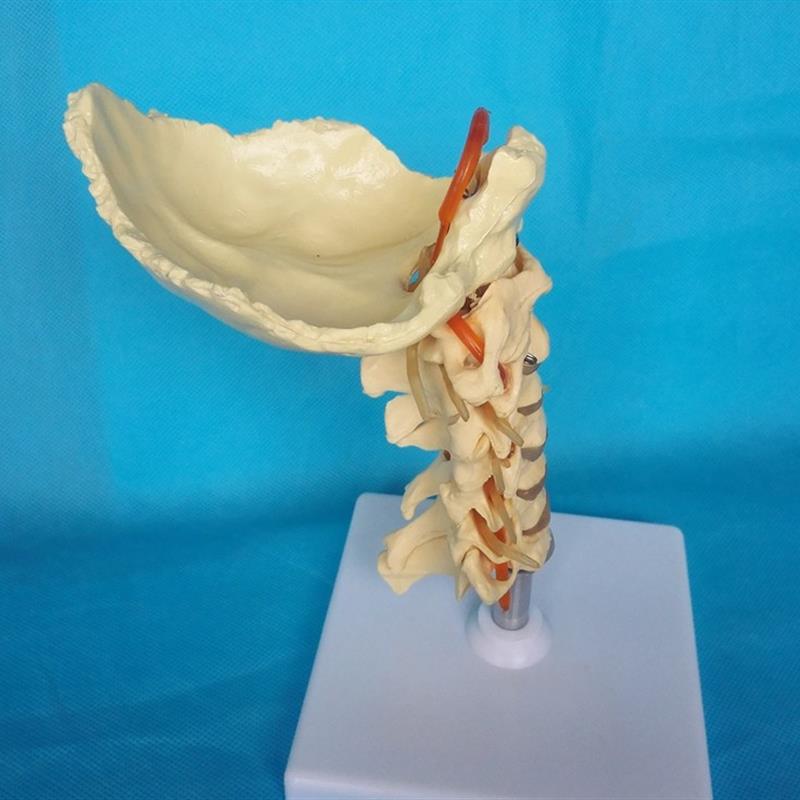 人体头骨带肌肉神经血管模型z型美容面部神经微整形医学解剖