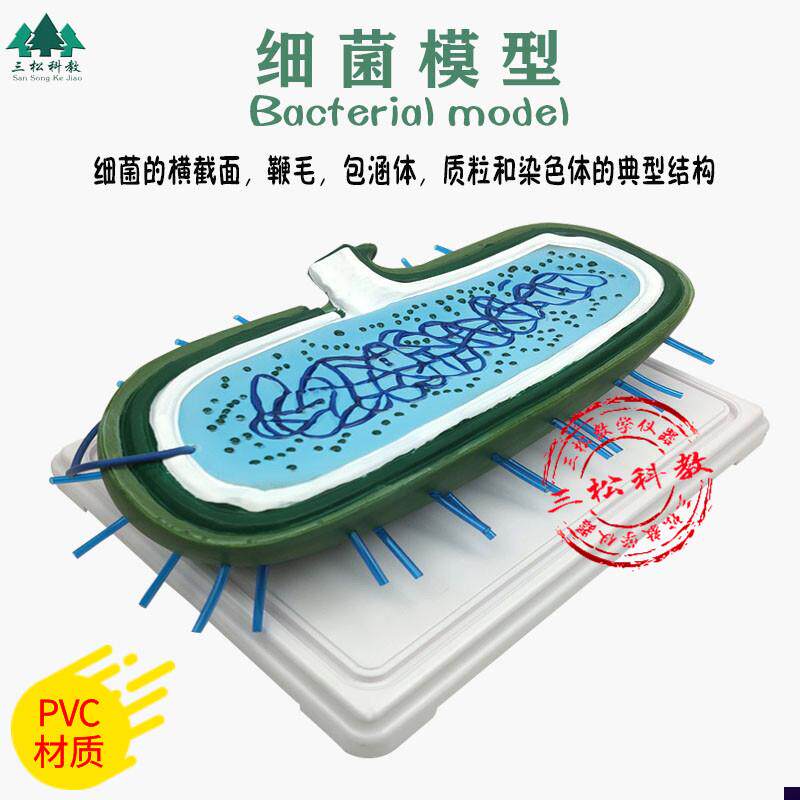 细菌模型高倍放大细胞病毒细菌标D本染色体鞭毛生物教学展示模型