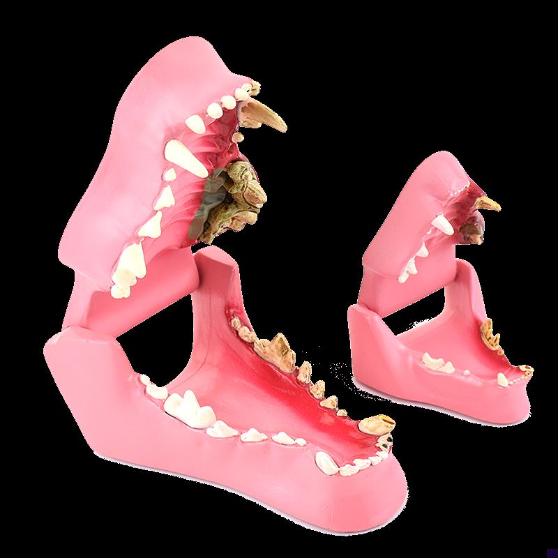 ENOVO颐诺狗m牙猫牙解剖犬齿猫科动物口腔牙齿正常病理模型