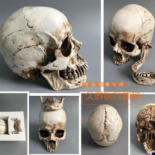 精品仿真1:1人头骨模型树脂骷髅头H医学头骨模型美术临摹骨骼